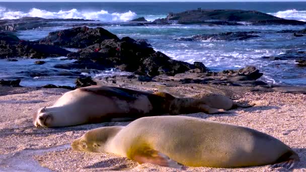 Lwy Morskie Śpią Skalistej Plaży Wyspach Galapagos Ekwador — Wideo stockowe