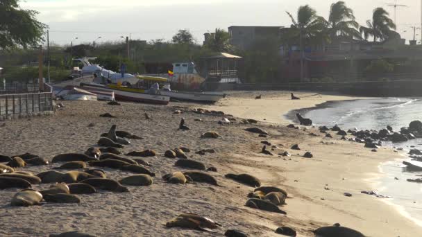 厄瓜多尔加拉帕戈斯群岛首府巴基佐莫雷诺港海滩上数十头海狮休憩地 — 图库视频影像