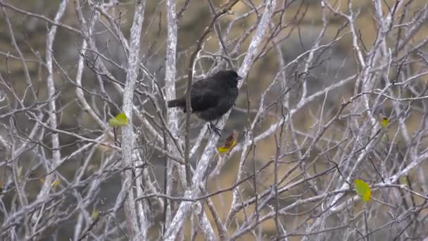 Charles Darwin Finches Sentar Uma Árvore Nas Ilhas Galápagos Equador — Vídeo de Stock