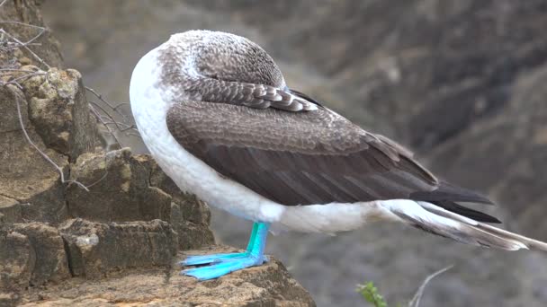 Ein Blaufüßiger Sprengmeister Schläft Auf Einer Felswand Auf Den Galapagos — Stockvideo