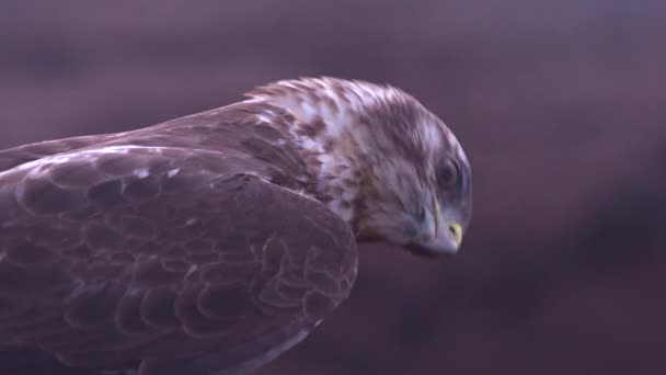 Galapagos Hawk Looks Prey Galapagos Islands Ecuador — Stock Video