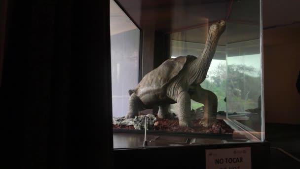 최후의 거북이가 갈라파고스에 센터에 전시되어 — 비디오