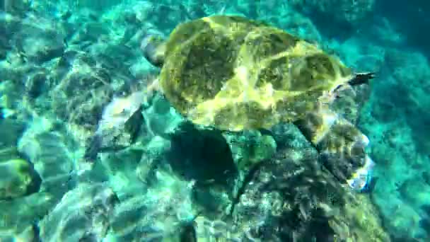 Beautiful Underwater Footage Sea Turtle Swimming Galapagos Islands Ecuador — Stock Video