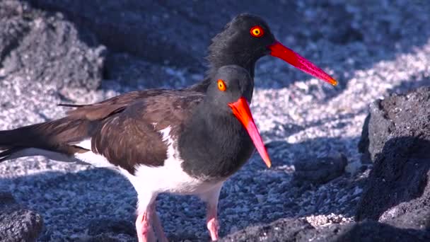 Oystercatcher Ptáci Podél Skalnatého Pobřeží — Stock video