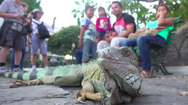 Leguan Sitter Mitt Bland Människor Allmän Park Guayaquil Ecuador — Stockvideo