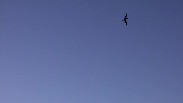 ガラパゴス諸島の海の狩猟魚に飛び込むフリゲート鳥 — ストック動画