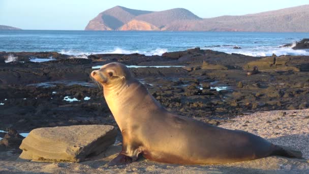 Leone Marino Accoglie Visitatori Dell Isola Delle Galapagos — Video Stock