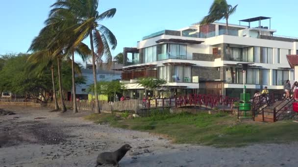 ガラパゴス諸島のホテルやコンドミニアムのショットを確立する エクアドル — ストック動画