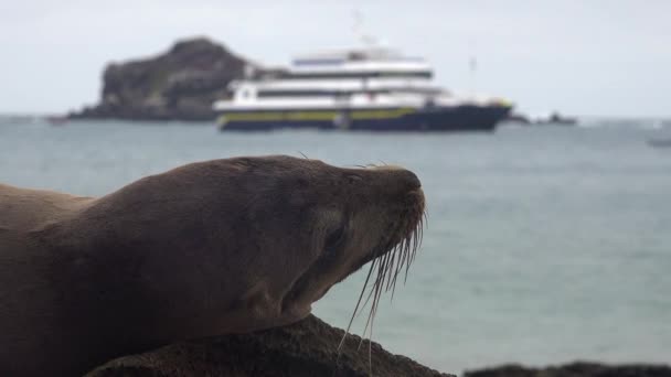在加拉帕戈斯群岛 一只海狮坐在一艘游轮或研究船的后面 — 图库视频影像