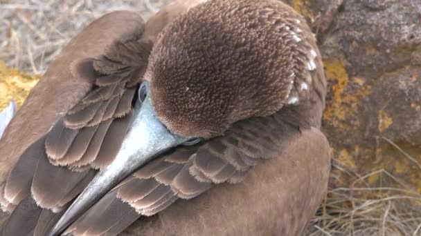 Close Face Sleeping Blue Footed Booby Galapagos Islands Ecuador — Stock Video