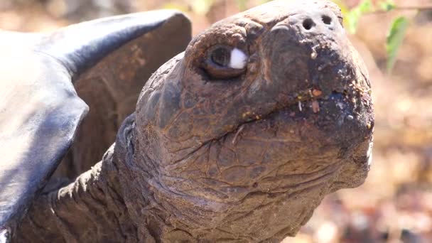 Primer Plano Una Tortuga Terrestre Gigante Las Islas Galápagos Ecuador — Vídeo de stock