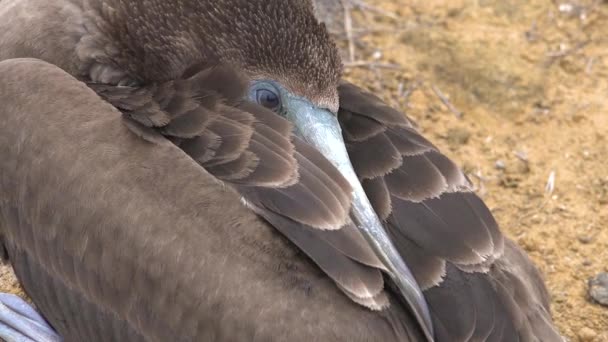 Nahaufnahme Des Gesichts Eines Schlafenden Blaufüßlers Auf Den Galapagos Inseln — Stockvideo