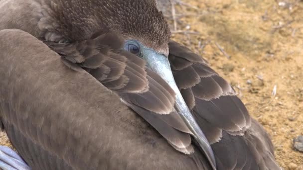 Primo Piano Del Volto Booby Dai Piedi Blu Addormentato Nelle — Video Stock