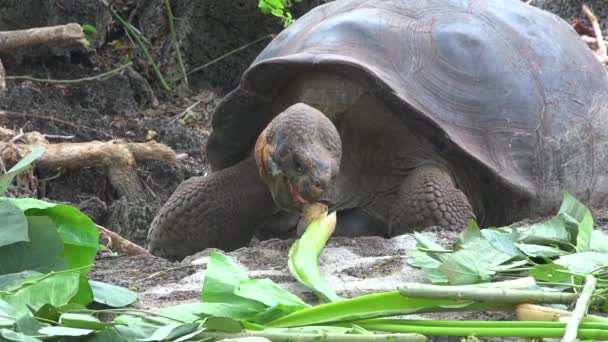 Land Tortoises Feed Greenery Charles Darwin Research Station Puerto Ayora — Stock Video
