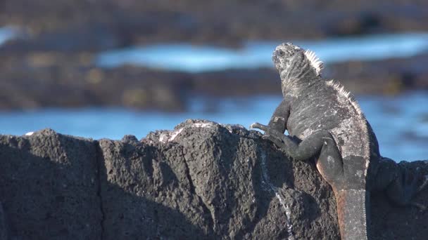Marin Leguan Blickar Över Havet Galapagosöarna — Stockvideo