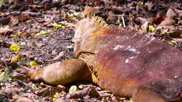 Galapagos Adalarında Bir Kara Iguanası Dev Kertenkelesi — Stok video