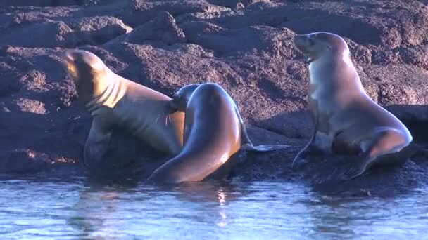 Lobos Marinos Juguetean Juegan Las Aguas Las Islas Galápagos — Vídeos de Stock