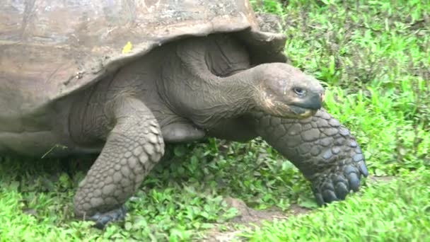 A giant land tortoise walks through grass and approaches fresh water in the Galapagos Islands, Ecuador. — Stock Footage Giant Land Tortoise Walks Grass Approaches Fresh Water Galapagos Islands Video Clip