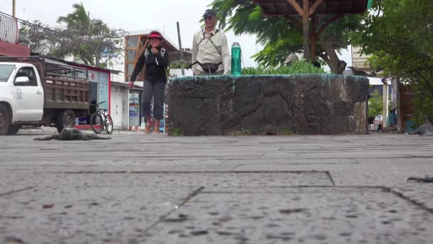 Een Leguaan Beweegt Zich Langs Straten Van Puerto Ayora Galapagos — Stockvideo