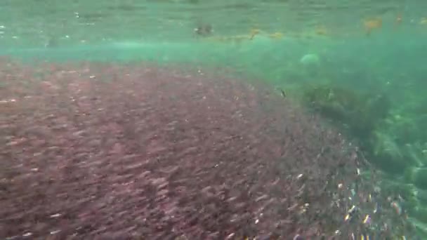 Pingüinos Galápagos Cazan Anchoas Bajo Agua Una Enorme Bola Cebo — Vídeo de stock