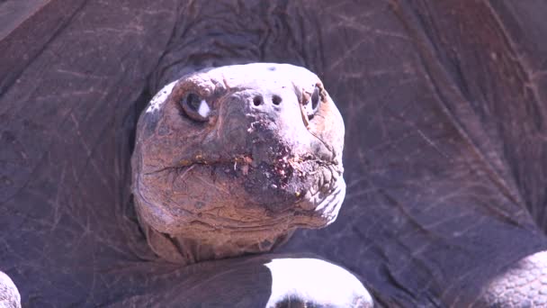 Primer Plano Una Tortuga Terrestre Gigante Las Islas Galápagos Ecuador — Vídeo de stock