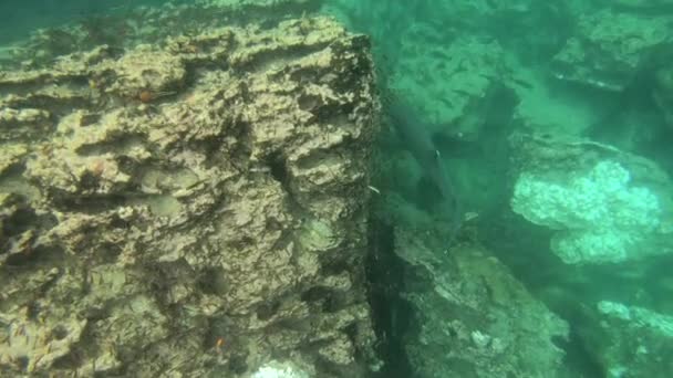 Tubarões Brancos Recifes Nadam Debaixo Água Nas Ilhas Galápagos — Vídeo de Stock