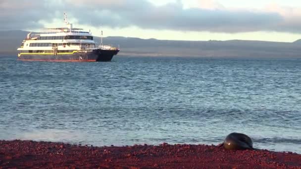 Морський Лев Спить Пляжі Червоного Піску Галапагоських Островах Кораблем Відстані — стокове відео