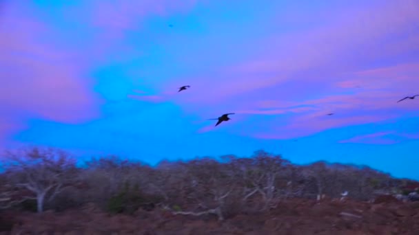 Fregattfåglar Flyger Lågt Över Galapagosöarna Vid Solnedgången — Stockvideo