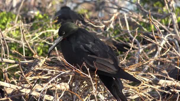 Wspaniały Lub Wielki Fregatebird Siedzi Swoim Gnieździe Wyspach Galapagos — Wideo stockowe