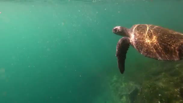 Galapagos Adaları Ekvador Yüzen Bir Deniz Kaplumbağasının Güzel Sualtı Görüntüleri — Stok video