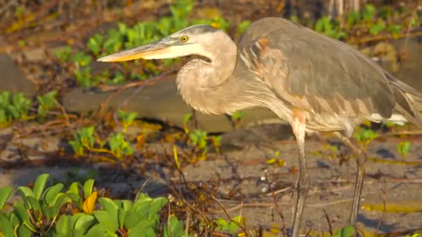 Great Blue Heron Hunst Fished Wetland Galapagos Islands — Stock Video