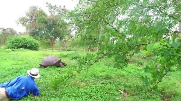 Plan Itinérant Touriste Couché Sur Sol Admirant Une Tortue Terrestre — Video