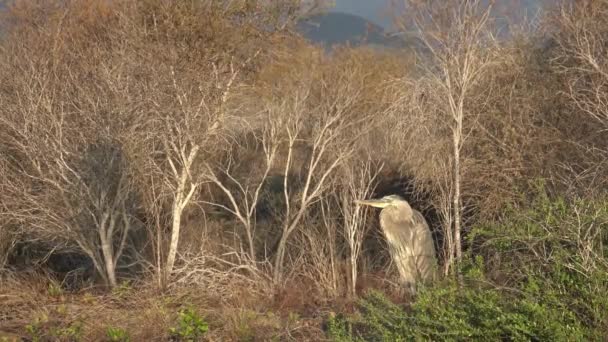 Ein Großer Blaureiher Steht Einem Feuchtgebiet Auf Den Galapagos Inseln — Stockvideo
