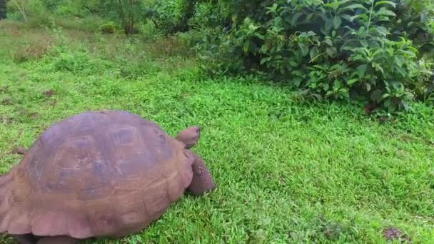 Reiseschuss Eine Riesige Landschildkröte Mit Touristen Auf Den Galapagos Inseln — Stockvideo