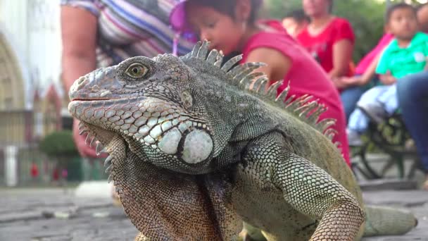 Iguana Siedzi Wśród Ludzi Parku Publicznym Guayaquil Ekwador — Wideo stockowe