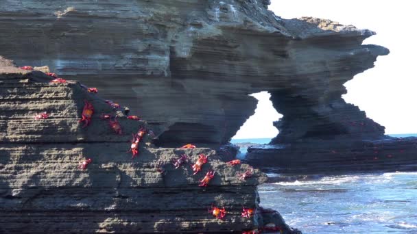 Terang Merah Sally Lightfoot Kepiting Melekat Pada Batu Pantai Galapagos — Stok Video