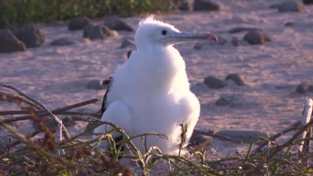 Pássaro Juvenil Senta Ninho Nas Ilhas Galápagos Equador — Vídeo de Stock