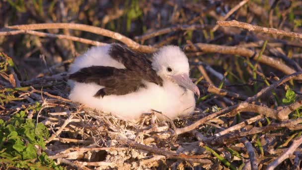 エクアドルのガラパゴス諸島の海のそばに生まれたばかりの幼鳥が巣を作っています — ストック動画