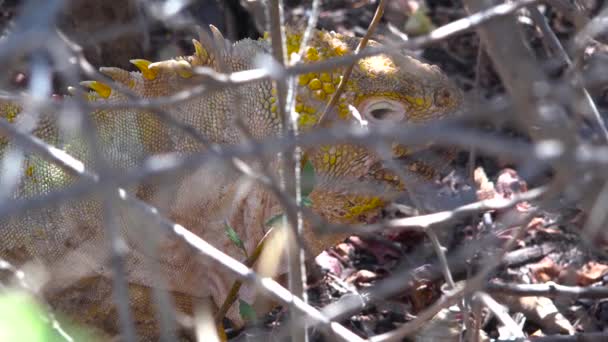 加拉帕戈斯群岛上的一片陆地鬣蜥穿过灌木丛向外张望 — 图库视频影像