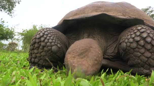 巨大な陸亀がエクアドルのガラパゴス諸島で草を食べる — ストック動画