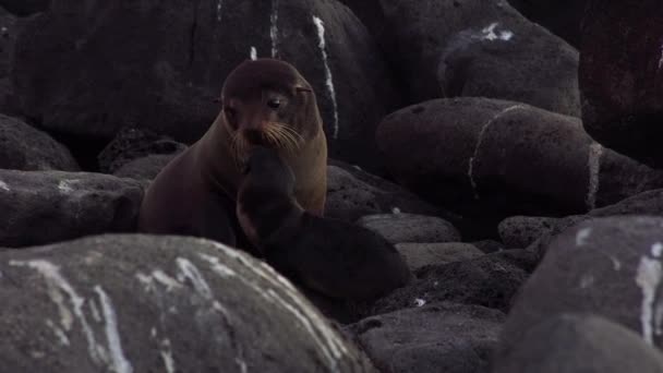 一只海狮妈妈在加拉帕戈斯岛上守护着她那只好奇的小狗狗 — 图库视频影像