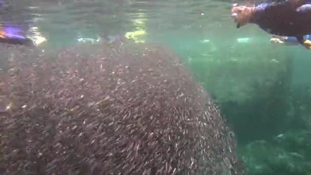 Diver Plunges Midst Giant Bait Ball Anchovies Underwater Galapagos Islands — Stock Video