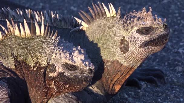 Iguanes Marins Prélassent Soleil Dans Les Îles Galapagos Équateur — Video