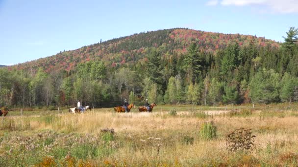Hästar Och Ryttare Rör Sig Genom Vildmarken Nära Washington New — Stockvideo