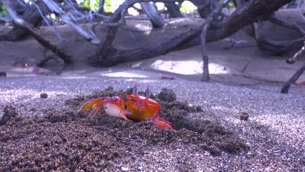 Crabul Roșu Strălucitor Sally Lightfoot Mișcă Nisipul Din Vizuină Își — Videoclip de stoc
