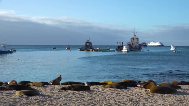 Dezenas Leões Marinhos Ficam Praia Porto Puerto Baquerizo Moreno Capital — Vídeo de Stock