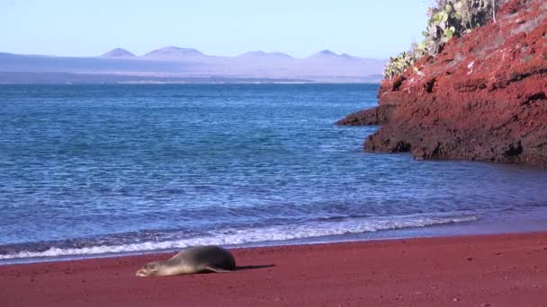 Egy Oroszlánfóka Alszik Ecuadori Galapagos Szigetek Vörös Homokos Partján — Stock videók
