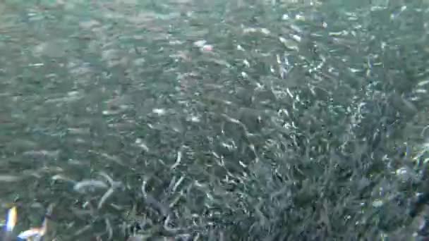 Unterwasseraufnahmen Eines Riesigen Köderballs Aus Sardellen Psychedelischen Mustern — Stockvideo