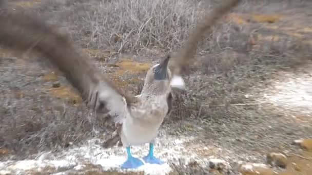 Blue Footed Booby Flaps Its Wings Cliff Face Galapagos Islands — Stock Video
