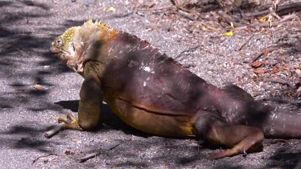Lagarto Gigante Iguana Terra Nas Ilhas Galápagos — Vídeo de Stock